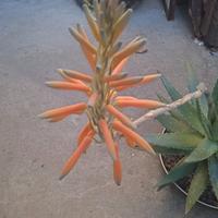 due piante di Aloe vera