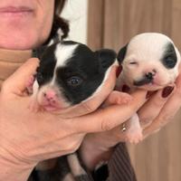 Chihuahua a pelo lungo