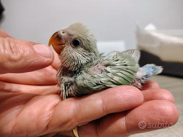 Inseparabili allevati a mano