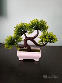 bonsai