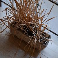 Fioriera bianca  da balcone e giardino 