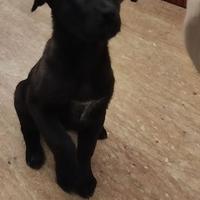 Cani incrocio future taglia Grande