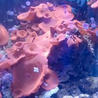 Roccia con discosoma