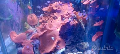 Roccia con discosoma