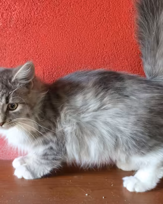 Gatto siberiano cucciolo con pedigree