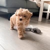 Cuccioli Maltipoo toy party color