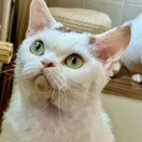 Devon Rex