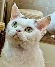 Devon Rex