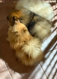 Spitz di Pomerania adulti