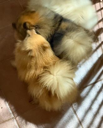 Spitz di Pomerania adulti