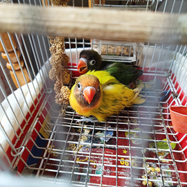 Inseparabile allevamento a mano