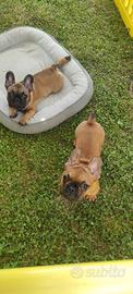 Cuccioli di Bouledogue francese