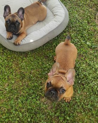 Cuccioli di Bouledogue francese