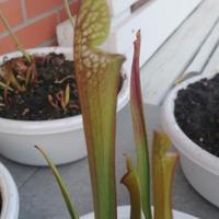 Piante carnivore, piante palustre