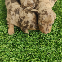 Bassotto kaninchen arlecchino cioccolato