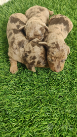 Bassotto kaninchen arlecchino cioccolato