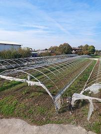 Serre tunnel professionali