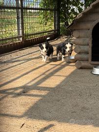 Cuccioli border collie