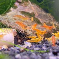 Lotto 10x Neocaridine Davidi "Orange Sunkist"