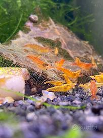 Lotto 10x Neocaridine Davidi "Orange Sunkist"