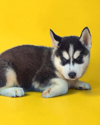 husky 