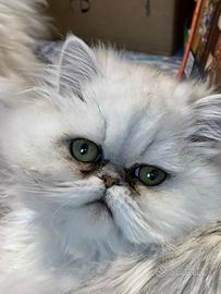 Persiano Chinchilla gatto