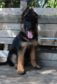 Cucciolo pastore tedesco