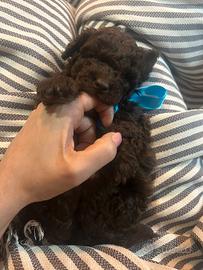 Barboncini marroni pedigree enci