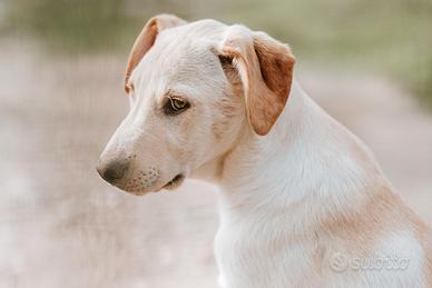 Gambit, Orsacchiotto del tuo cuore