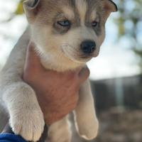 Siberian Husky