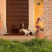 Cuccioli di cane
