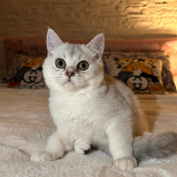 British shorthair