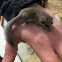 Ultimi cuccioli di mini ghiro africano