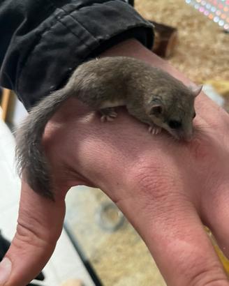 Ultimi cuccioli di mini ghiro africano
