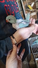 Ultimi pulli di parrocchetto blu
