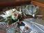 Immagine 4