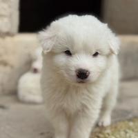 Ultimo cucciolo di Pastore Maremmano