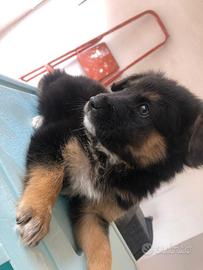 Cucciolo pastore tedesco maschio