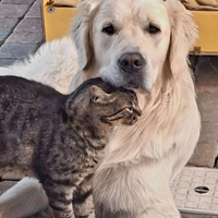 Golden Retriver per monta