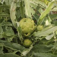 Carciofo bianco di Pertosa