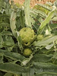 Carciofo bianco di Pertosa