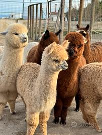 Alpaca per agriturismi