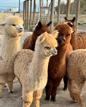Alpaca per agriturismi