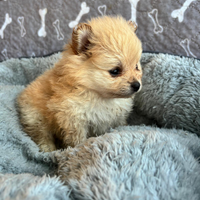 Spitz pomerania