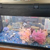 acquario 80 x 30 x 54 cm