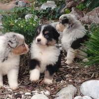 Pastore australiano con pedigree enci