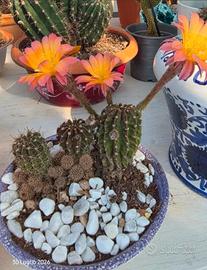 Echinopsis ibrido adulto  e accestito.