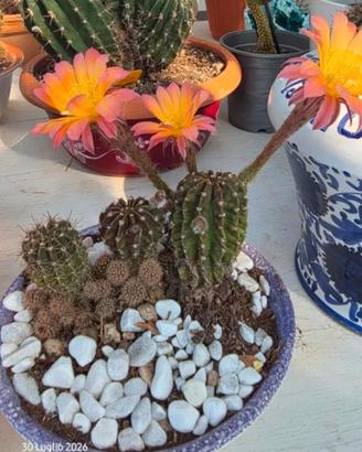 Echinopsis ibrido adulto  e accestito.