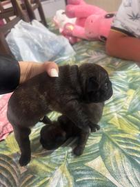 Cuccioli bulldog francese