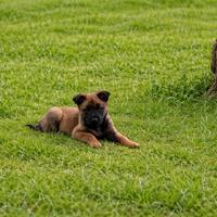 Cuccioli Pastore Belga Malinois
